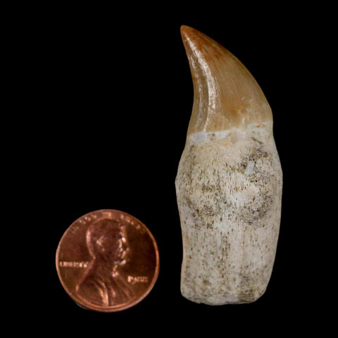 2" Halisaurus Walkeri Mosasaur Fossil Tooth Rooted Cretaceous Dinosaur Era COA