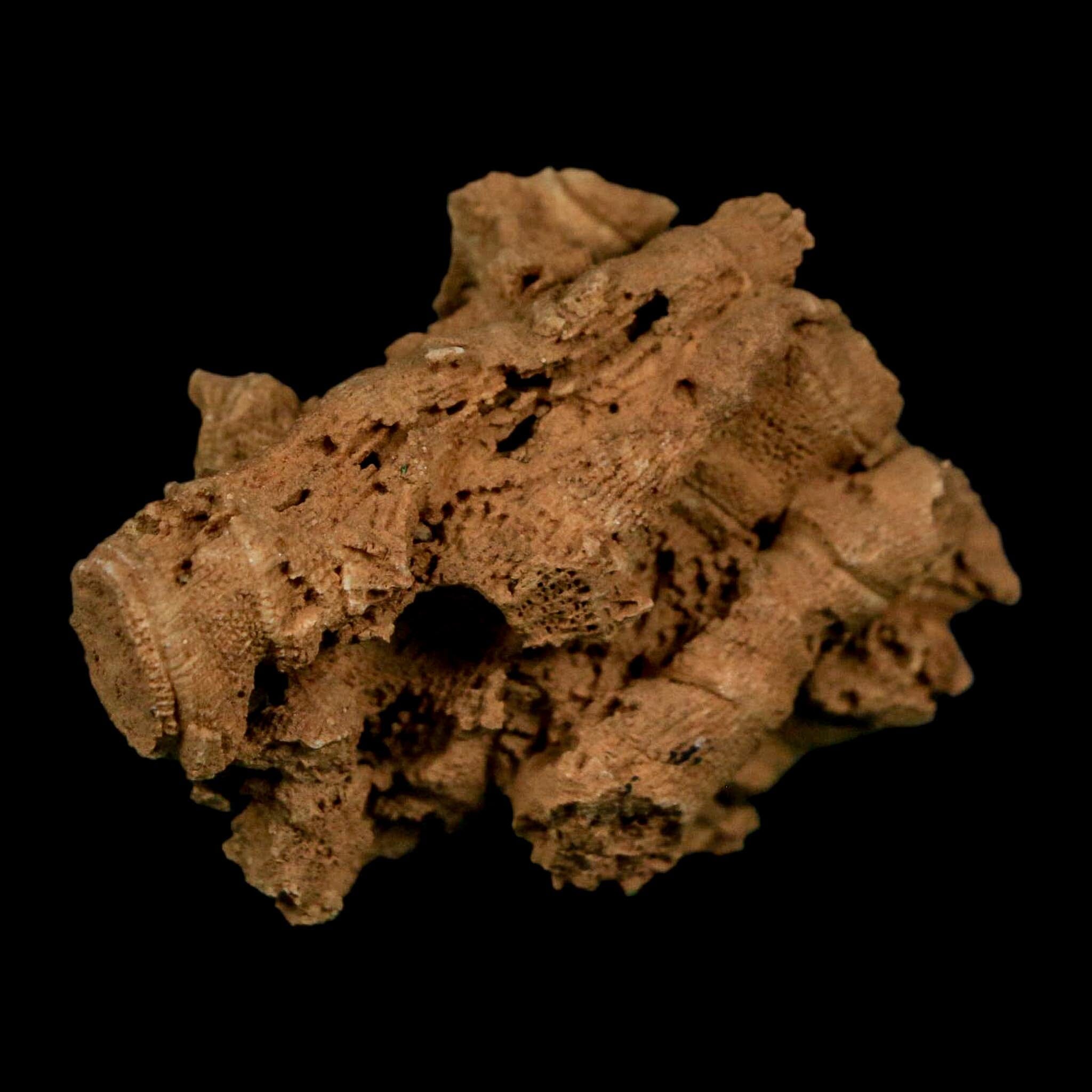 2.2" Colonial Rugose Coral Fossil Devonian Age Speed Quarry, Clark County, Indiana - Fossil Age Minerals