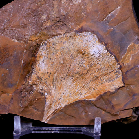 2" Detailed Ginkgo Cranei Fossil Plant Leaf Morton County, ND Paleocene Age COA - Fossil Age Minerals