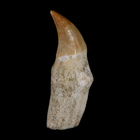 2" Halisaurus Walkeri Mosasaur Fossil Tooth Rooted Cretaceous Dinosaur Era COA