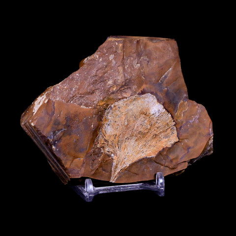 2" Detailed Ginkgo Cranei Fossil Plant Leaf Morton County, ND Paleocene Age COA - Fossil Age Minerals