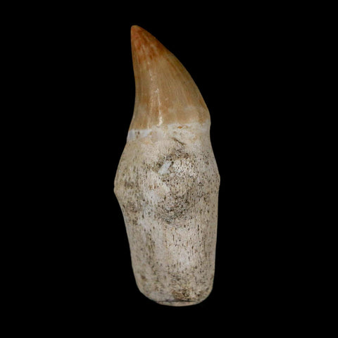 2" Halisaurus Walkeri Mosasaur Fossil Tooth Rooted Cretaceous Dinosaur Era COA