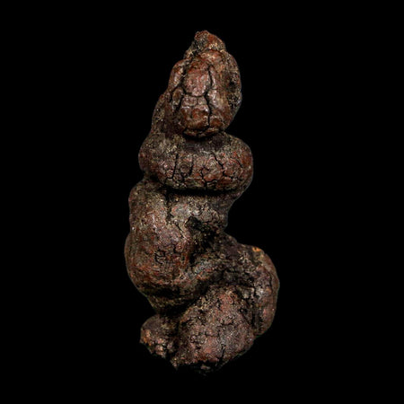 2.3" Prehistoric Coprolite Fossil Specimen Poop Dung Miocene Madagascar