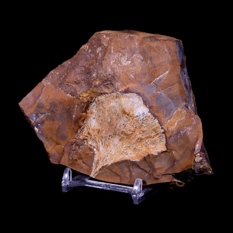 2" Detailed Ginkgo Cranei Fossil Plant Leaf Morton County, ND Paleocene Age COA - Fossil Age Minerals