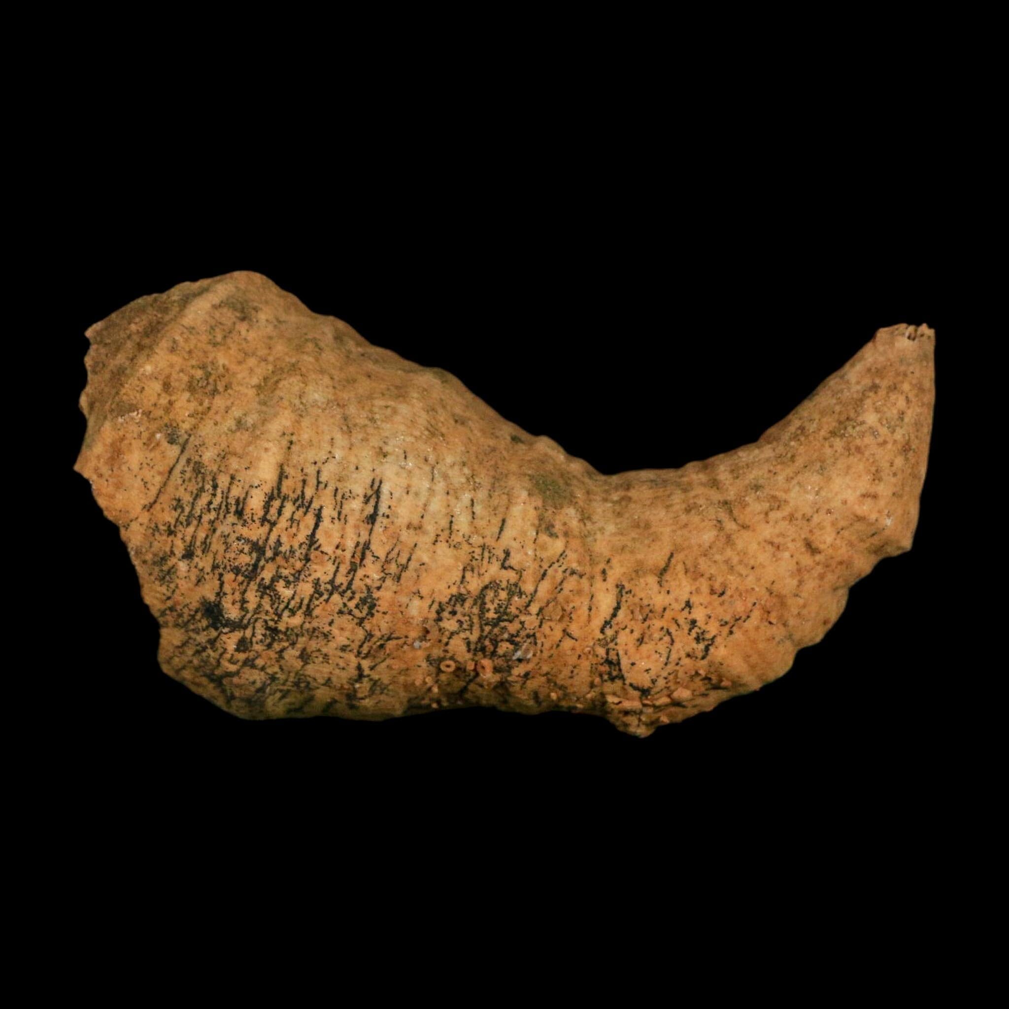 3.2" Rugose Horn Coral Fossil Devonian Age Speed Quarry, Clark County, Indiana