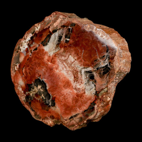 4.5" Fossilized Polished Petrified Wood Branch Madagascar 66-225 Million Yrs Old - Fossil Age Minerals