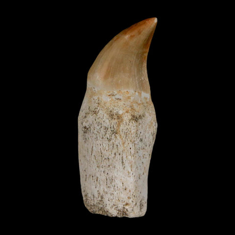 2" Halisaurus Walkeri Mosasaur Fossil Tooth Rooted Cretaceous Dinosaur Era COA