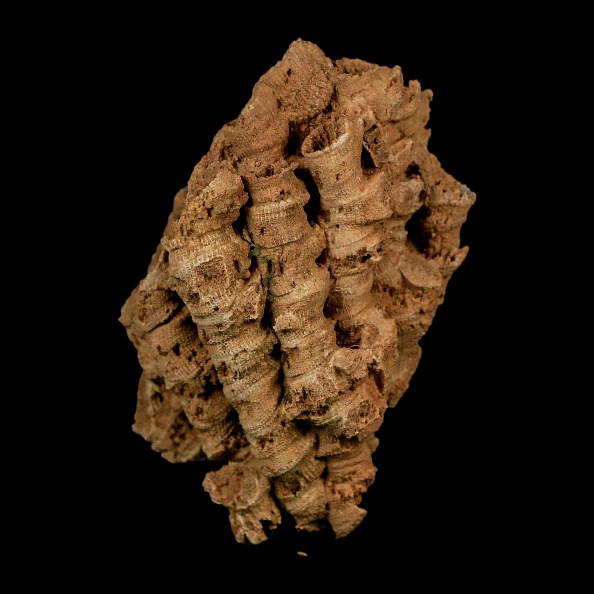3.3" Colonial Rugose Coral Fossil Devonian Age Speed Quarry, Clark County, Indiana - Fossil Age Minerals