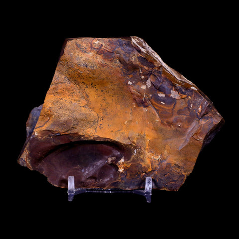 2" Detailed Ginkgo Cranei Fossil Plant Leaf Morton County, ND Paleocene Age COA - Fossil Age Minerals