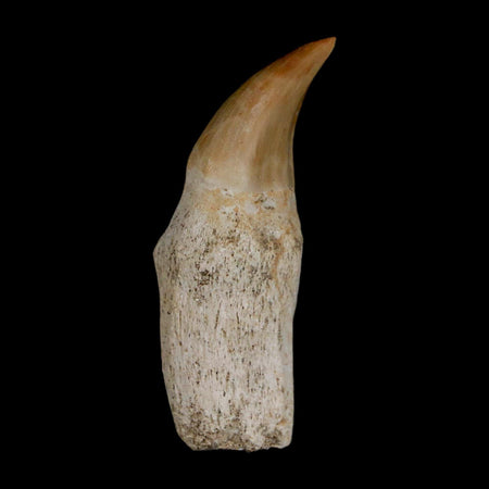2" Halisaurus Walkeri Mosasaur Fossil Tooth Rooted Cretaceous Dinosaur Era COA