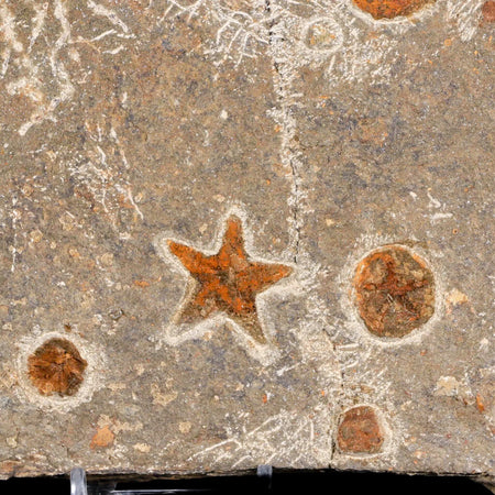 28MM Brittlestar Petraster Starfish Fossil Ordovician Age Blekus Morocco COA