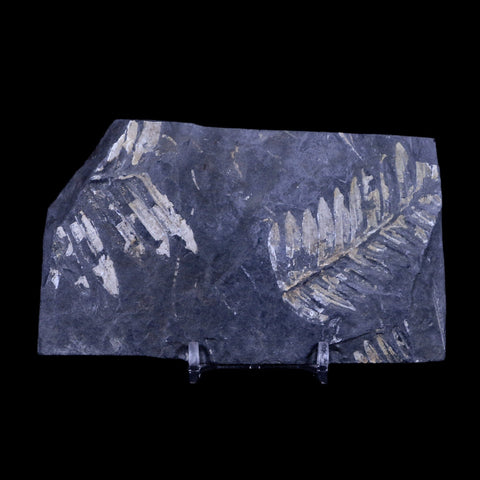 4.9" Alethopteris Fern Plant Leaf Fossil Carboniferous Age Llewellyn FM ST Clair, PA - Fossil Age Minerals