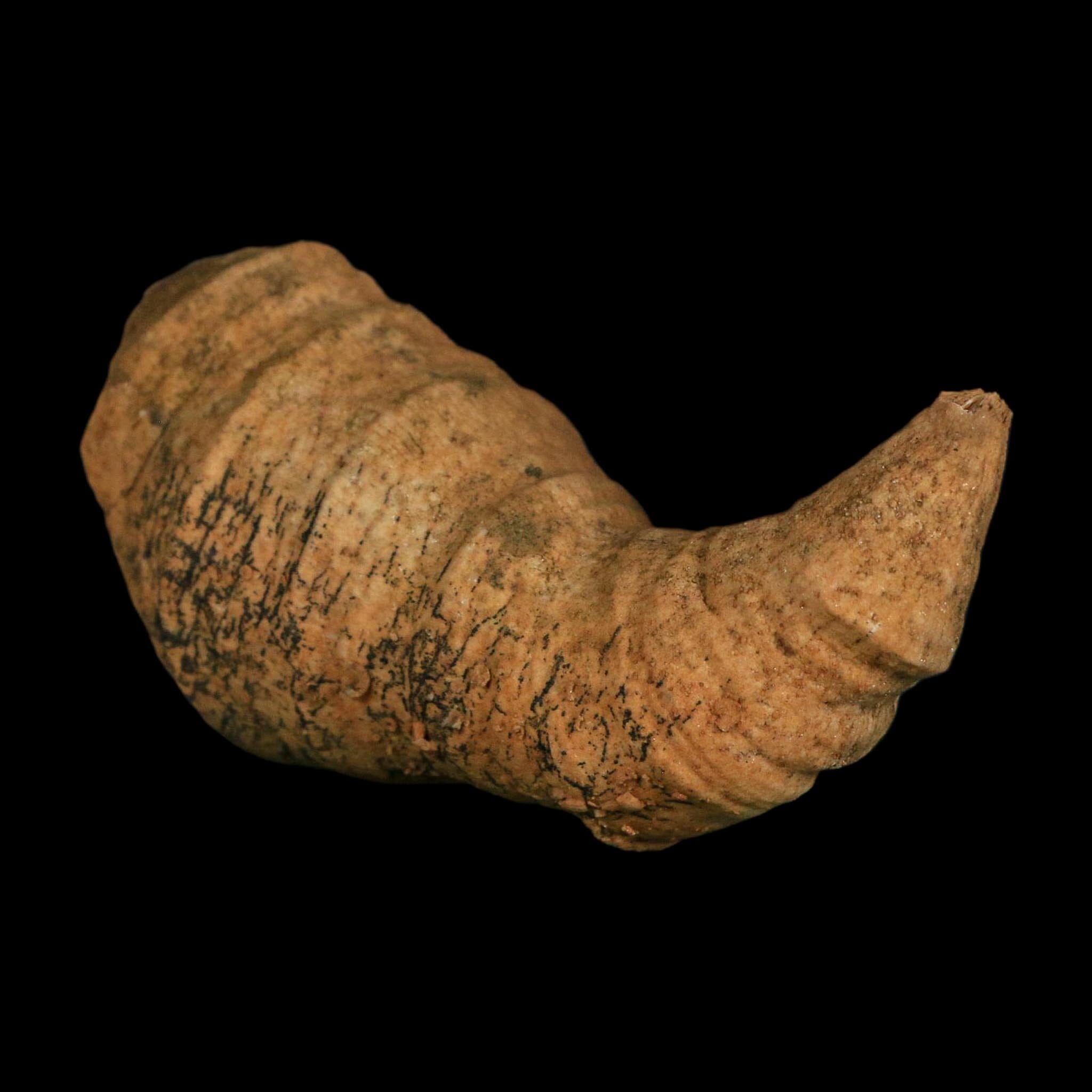 3.2" Rugose Horn Coral Fossil Devonian Age Speed Quarry, Clark County, Indiana