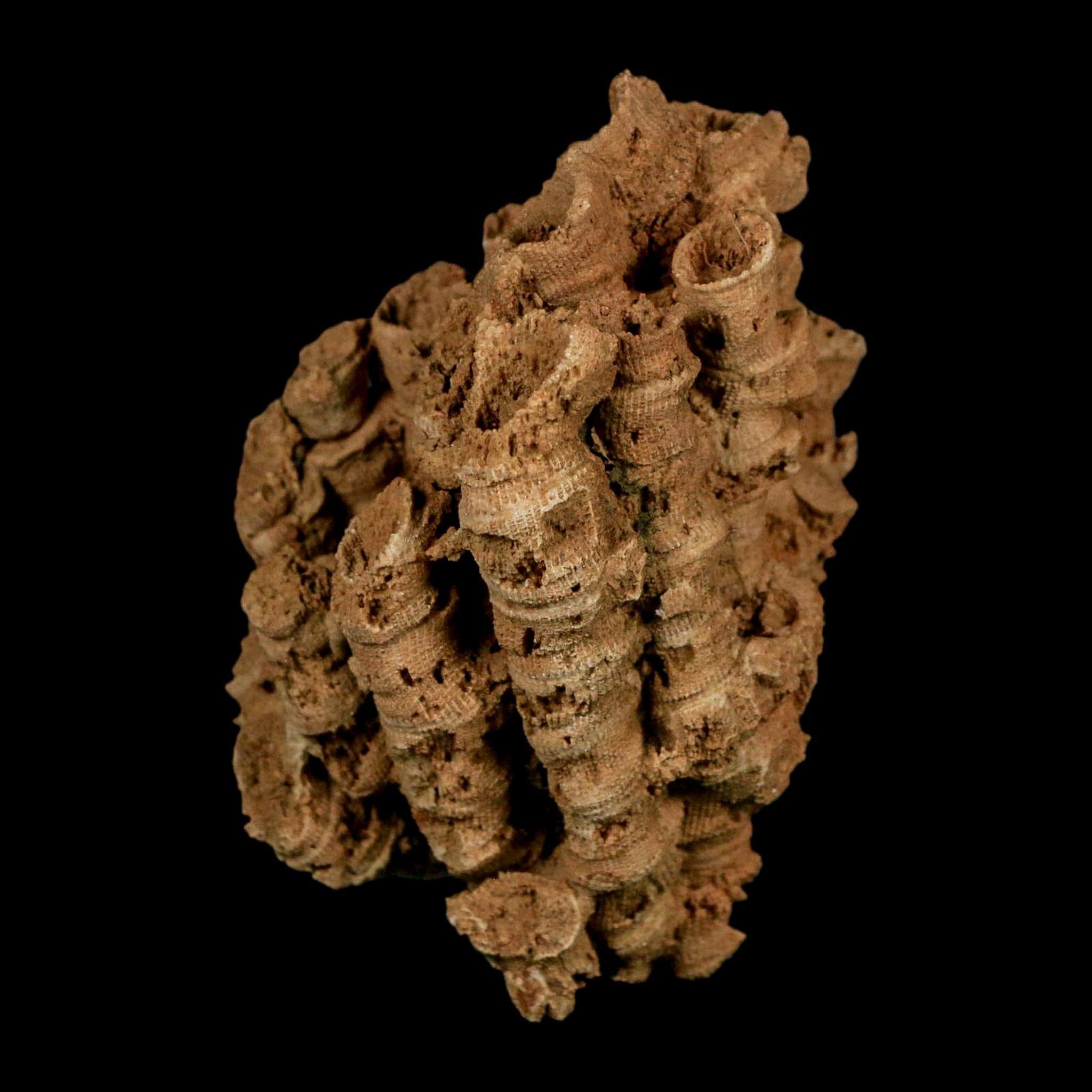 3.3" Colonial Rugose Coral Fossil Devonian Age Speed Quarry, Clark County, Indiana - Fossil Age Minerals