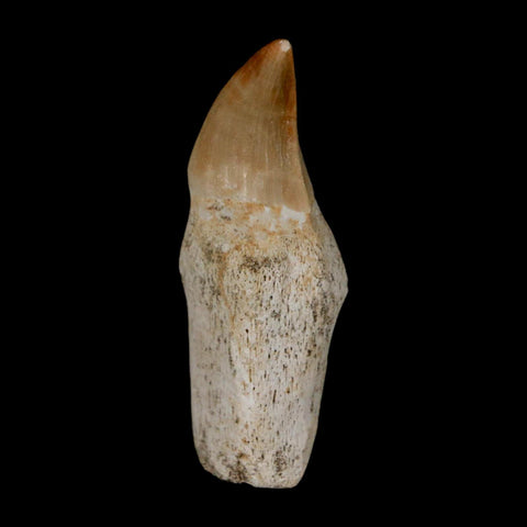 2" Halisaurus Walkeri Mosasaur Fossil Tooth Rooted Cretaceous Dinosaur Era COA