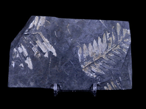 4.9" Alethopteris Fern Plant Leaf Fossil Carboniferous Age Llewellyn FM ST Clair, PA - Fossil Age Minerals