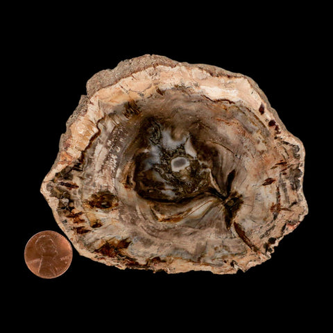 4" Fossilized Polished Petrified Wood Branch Madagascar 66-225 Million Yrs Old - Fossil Age Minerals
