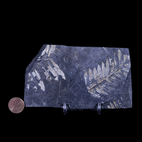 4.9" Alethopteris Fern Plant Leaf Fossil Carboniferous Age Llewellyn FM ST Clair, PA - Fossil Age Minerals