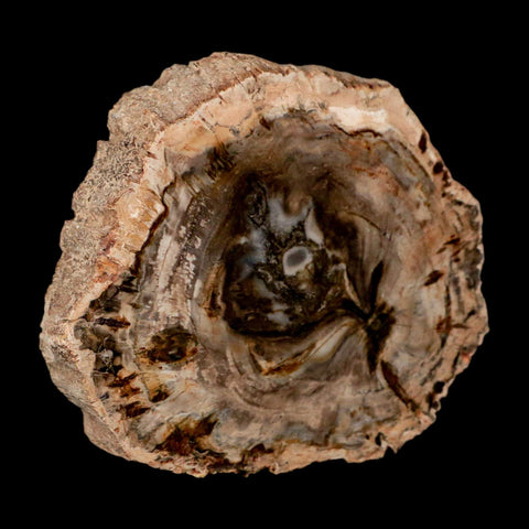 4" Fossilized Polished Petrified Wood Branch Madagascar 66-225 Million Yrs Old - Fossil Age Minerals
