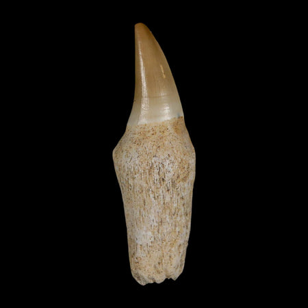 2.7" Mosasaur Eremiasaurus Fossil Tooth Rooted Cretaceous Dinosaur Era COA