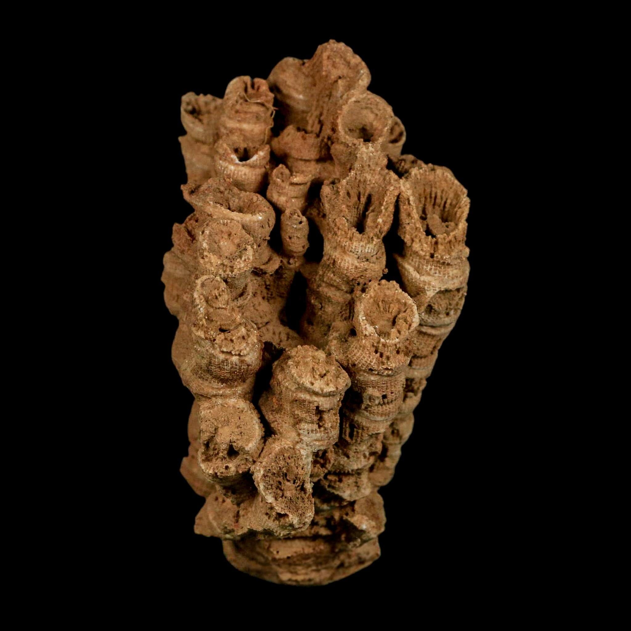 3.3" Colonial Rugose Coral Fossil Devonian Age Speed Quarry, Clark County, Indiana - Fossil Age Minerals