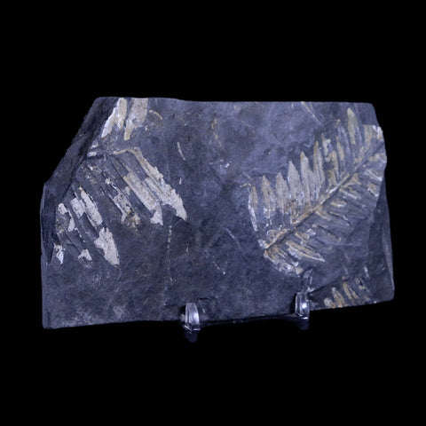 4.9" Alethopteris Fern Plant Leaf Fossil Carboniferous Age Llewellyn FM ST Clair, PA - Fossil Age Minerals