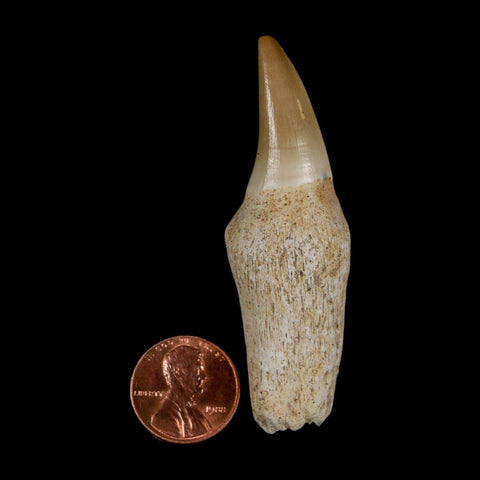 2.7" Mosasaur Eremiasaurus Fossil Tooth Rooted Cretaceous Dinosaur Era COA