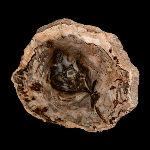 4" Fossilized Polished Petrified Wood Branch Madagascar 66-225 Million Yrs Old - Fossil Age Minerals