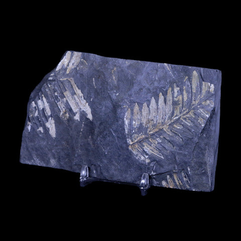 4.9" Alethopteris Fern Plant Leaf Fossil Carboniferous Age Llewellyn FM ST Clair, PA - Fossil Age Minerals