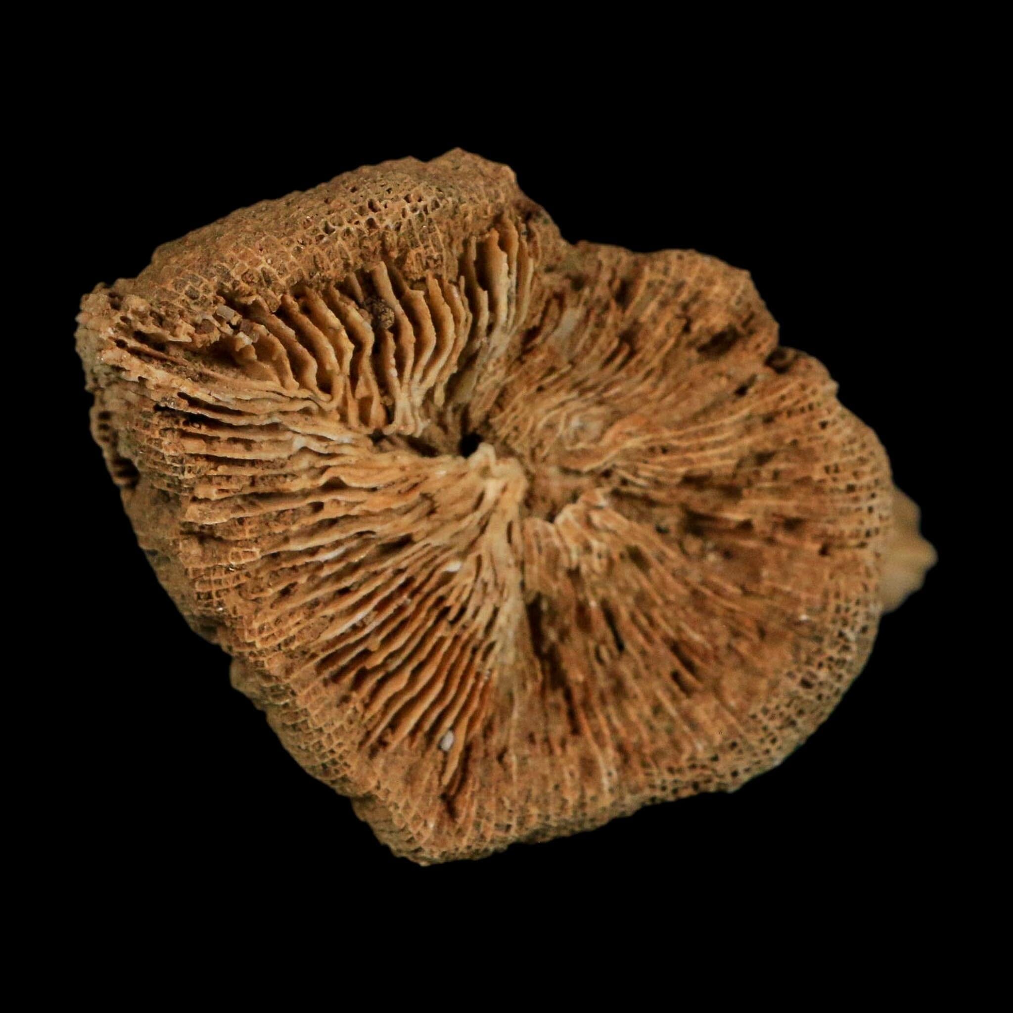 3.1" Rugose Horn Coral Fossil Devonian Age Speed Quarry, Clark County, Indiana