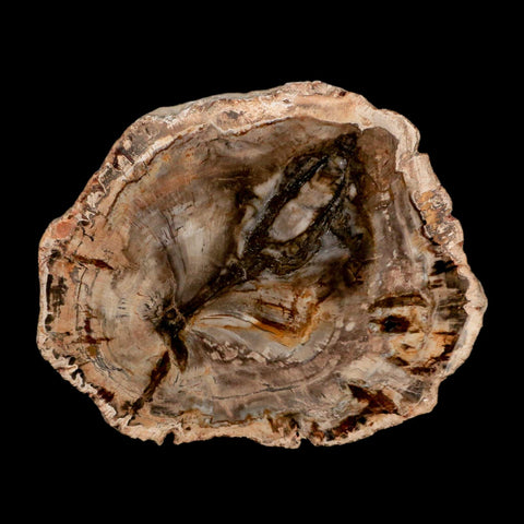 4" Fossilized Polished Petrified Wood Branch Madagascar 66-225 Million Yrs Old - Fossil Age Minerals