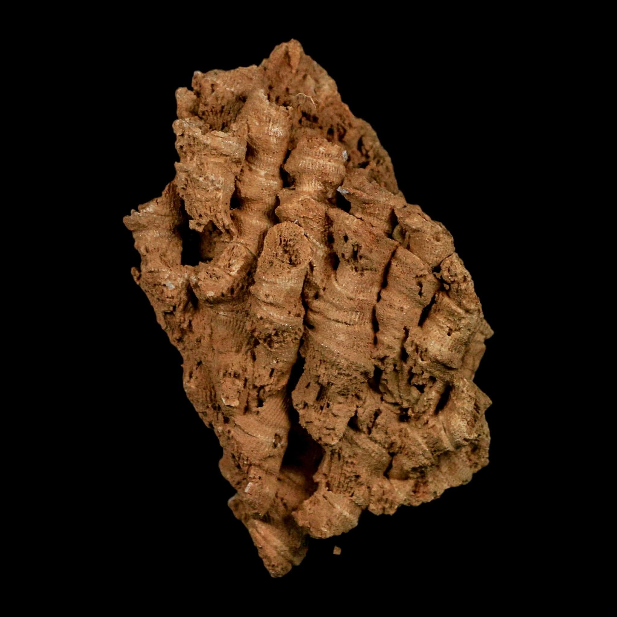 3.3" Colonial Rugose Coral Fossil Devonian Age Speed Quarry, Clark County, Indiana - Fossil Age Minerals