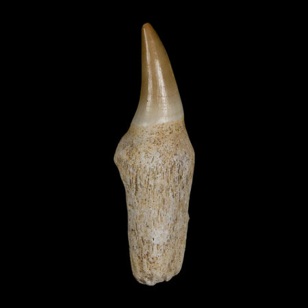 2.7" Mosasaur Eremiasaurus Fossil Tooth Rooted Cretaceous Dinosaur Era COA