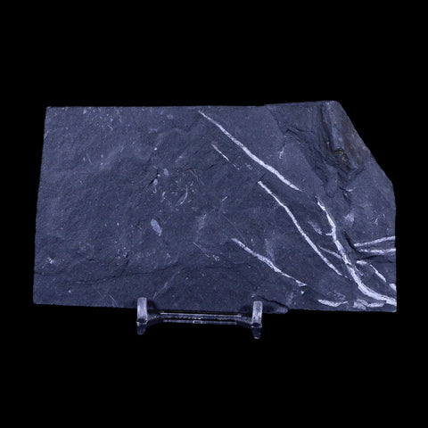 4.9" Alethopteris Fern Plant Leaf Fossil Carboniferous Age Llewellyn FM ST Clair, PA - Fossil Age Minerals