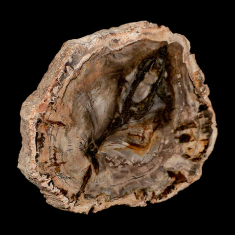 4" Fossilized Polished Petrified Wood Branch Madagascar 66-225 Million Yrs Old - Fossil Age Minerals