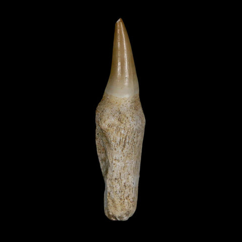 2.7" Mosasaur Eremiasaurus Fossil Tooth Rooted Cretaceous Dinosaur Era COA