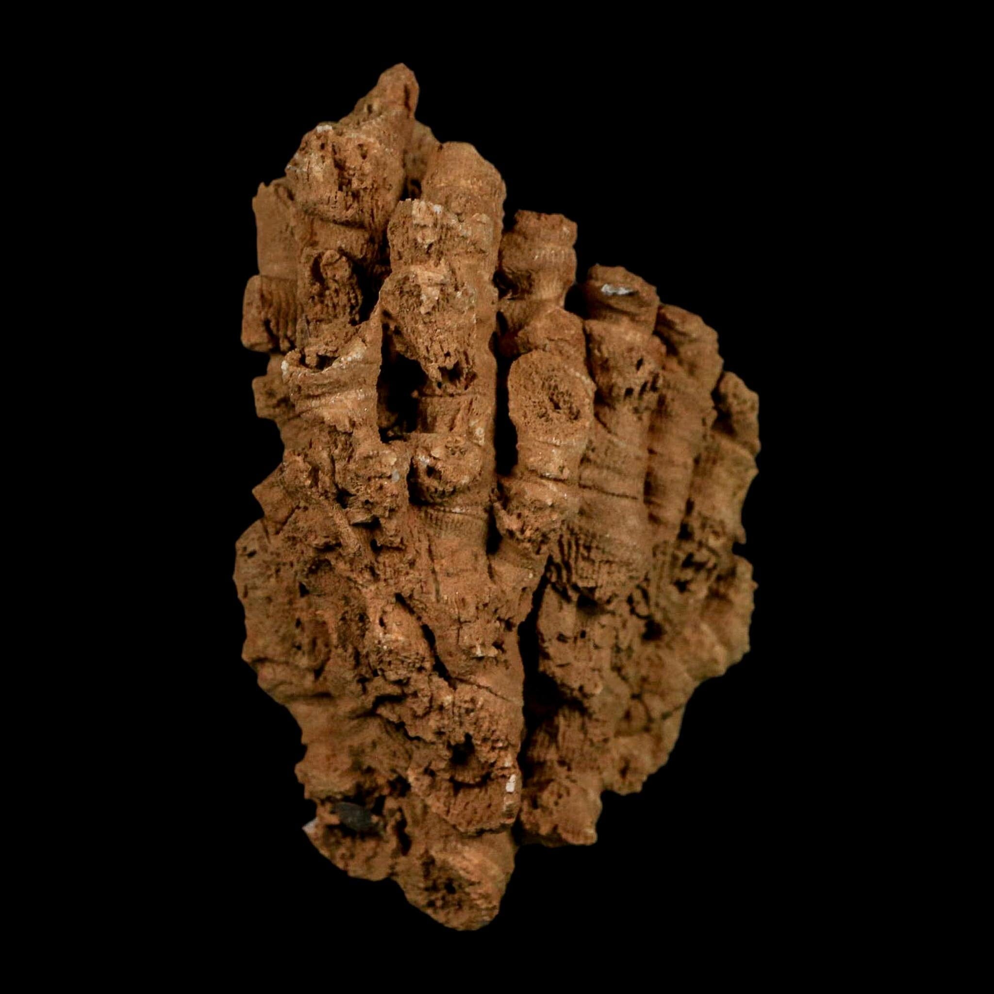 3.3" Colonial Rugose Coral Fossil Devonian Age Speed Quarry, Clark County, Indiana - Fossil Age Minerals