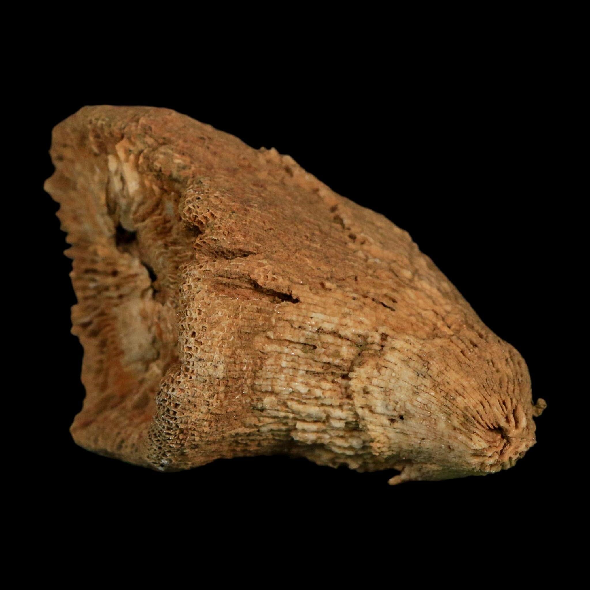 3.1" Rugose Horn Coral Fossil Devonian Age Speed Quarry, Clark County, Indiana