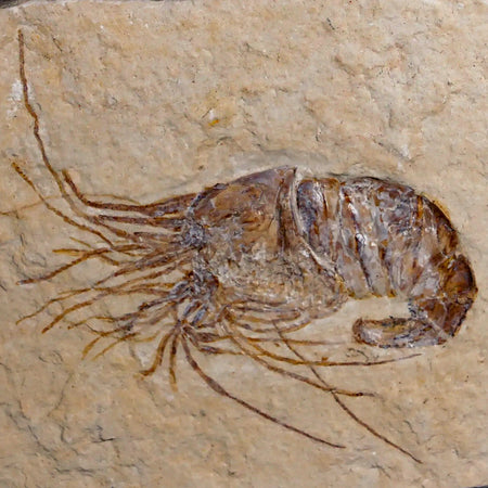 2.2" Fossil Shrimp Carpopenaeus Cretaceous Age 100 Mil Yrs Old Lebanon COA