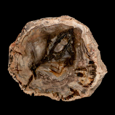 4" Fossilized Polished Petrified Wood Branch Madagascar 66-225 Million Yrs Old - Fossil Age Minerals