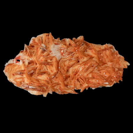 3.9" Sparkly Orange Vanadinite Crystals Orange Barite Blades Mineral Mabladen Morocco