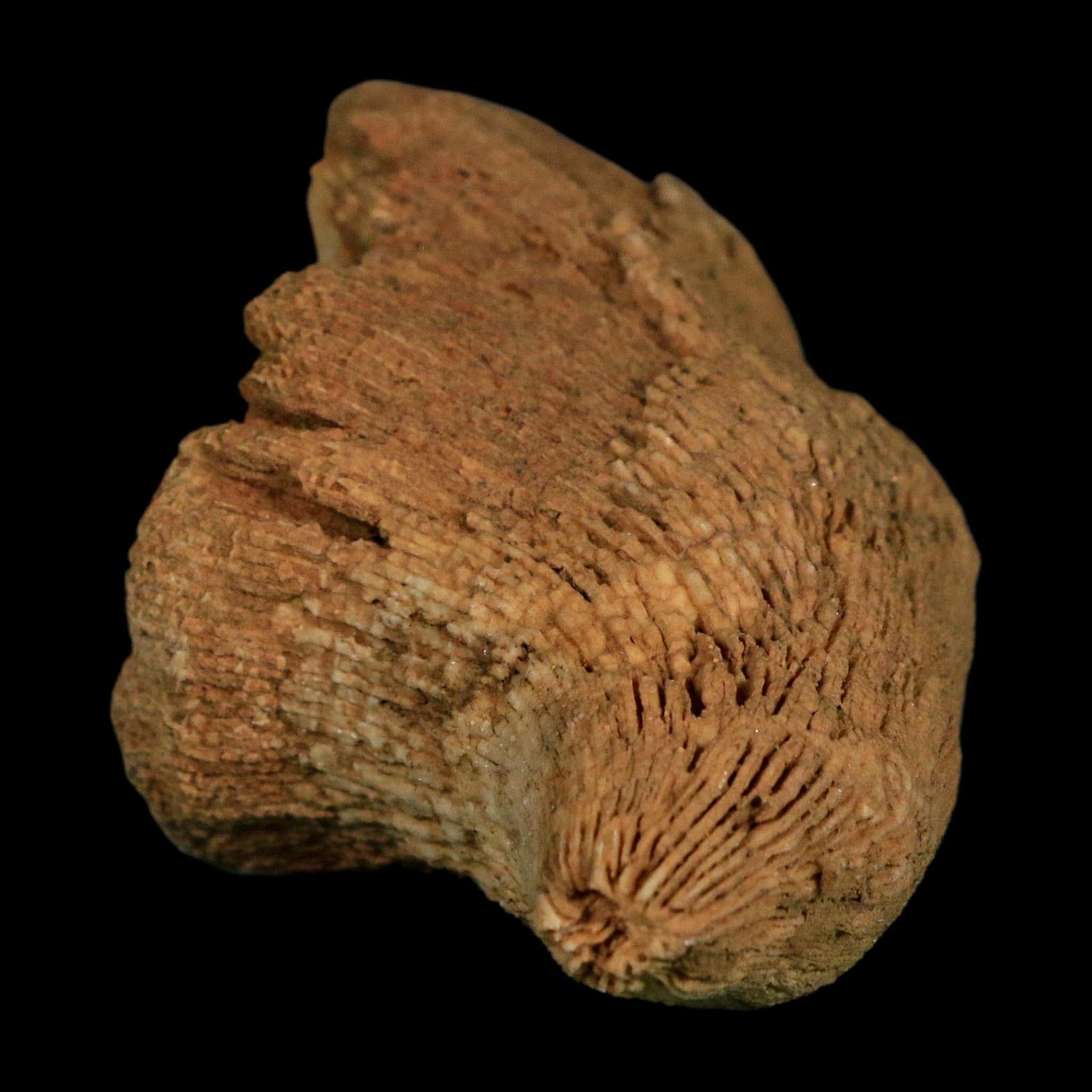 3.1" Rugose Horn Coral Fossil Devonian Age Speed Quarry, Clark County, Indiana