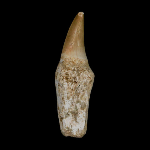 2.7" Mosasaur Eremiasaurus Fossil Tooth Rooted Cretaceous Dinosaur Era COA