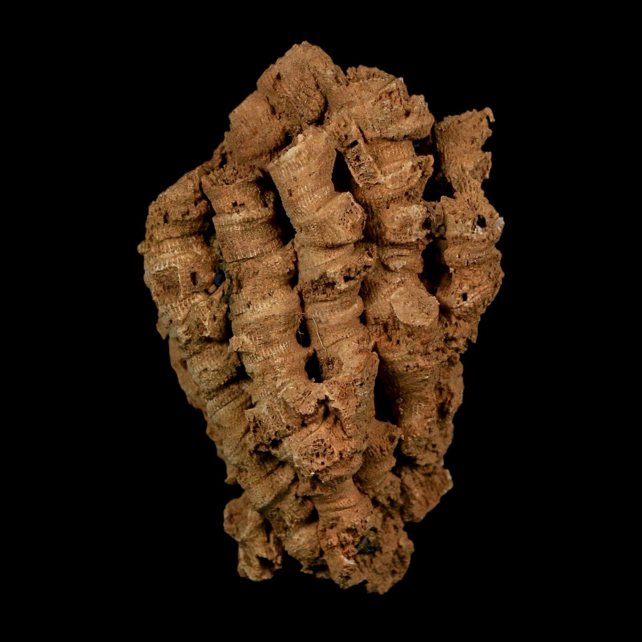 3.3" Colonial Rugose Coral Fossil Devonian Age Speed Quarry, Clark County, Indiana - Fossil Age Minerals