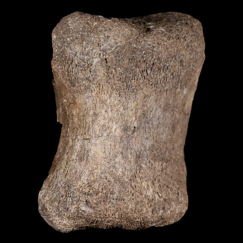 3.6" Maiasaura Hadrosaur Dinosaur Vertebrae Bone Fossil Two Medicine FM MT COA - Fossil Age Minerals