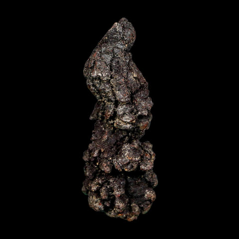 2.7" Prehistoric Coprolite Fossil Specimen Poop Dung Miocene Madagascar - Fossil Age Minerals