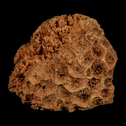 3.2" Colonial Rugose Coral Fossil Devonian Age Speed Quarry, Clark County, Indiana - Fossil Age Minerals