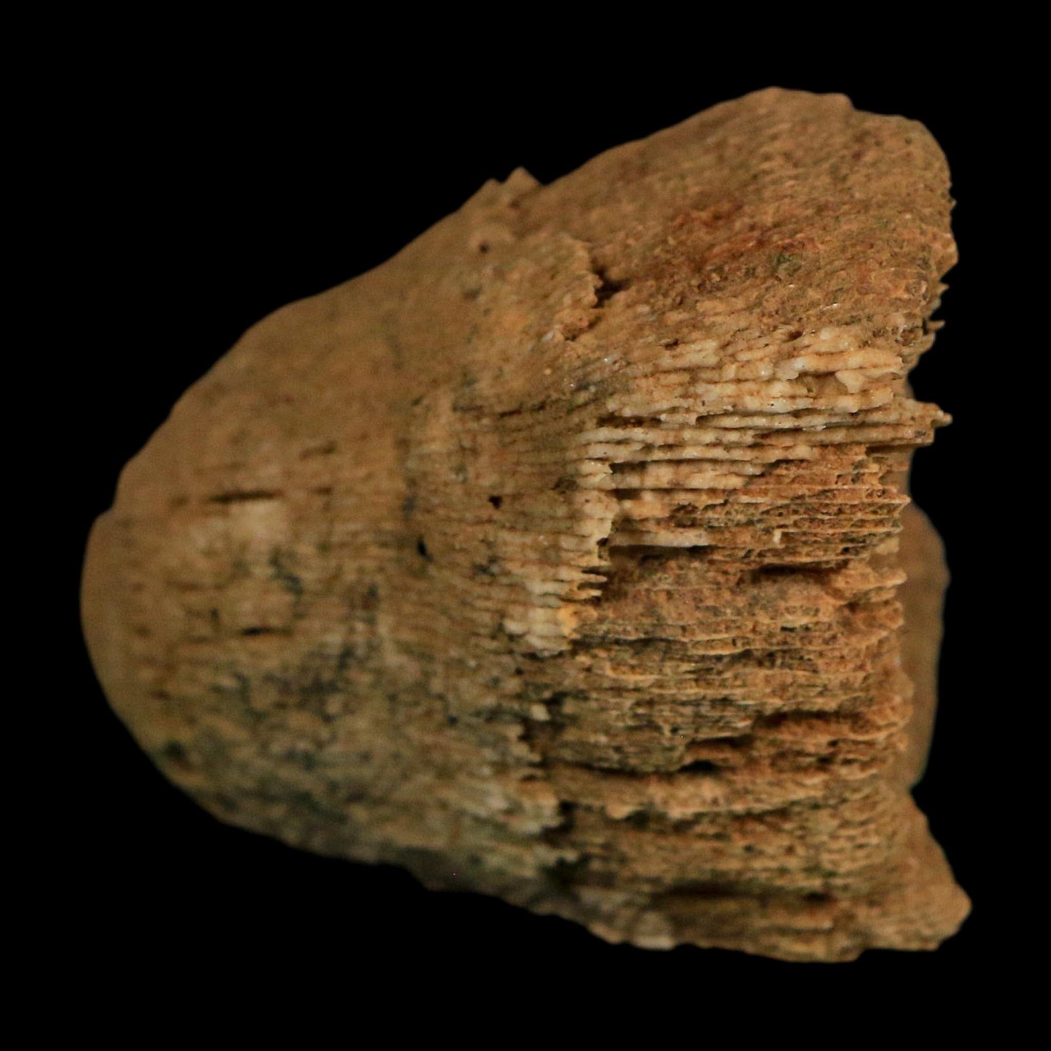 3.1" Rugose Horn Coral Fossil Devonian Age Speed Quarry, Clark County, Indiana