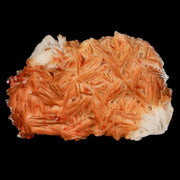 3.1" Sparkly Orange Vanadinite Crystals Orange Barite Blades Mineral Mabladen Morocco