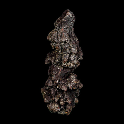 2.7" Prehistoric Coprolite Fossil Specimen Poop Dung Miocene Madagascar - Fossil Age Minerals
